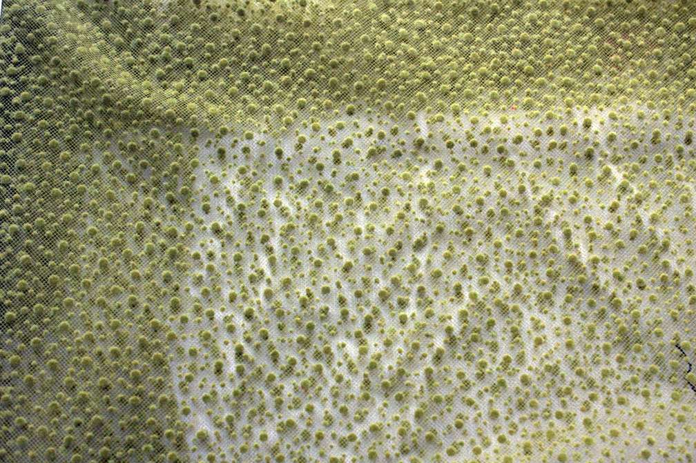 Flocking on Tulle2