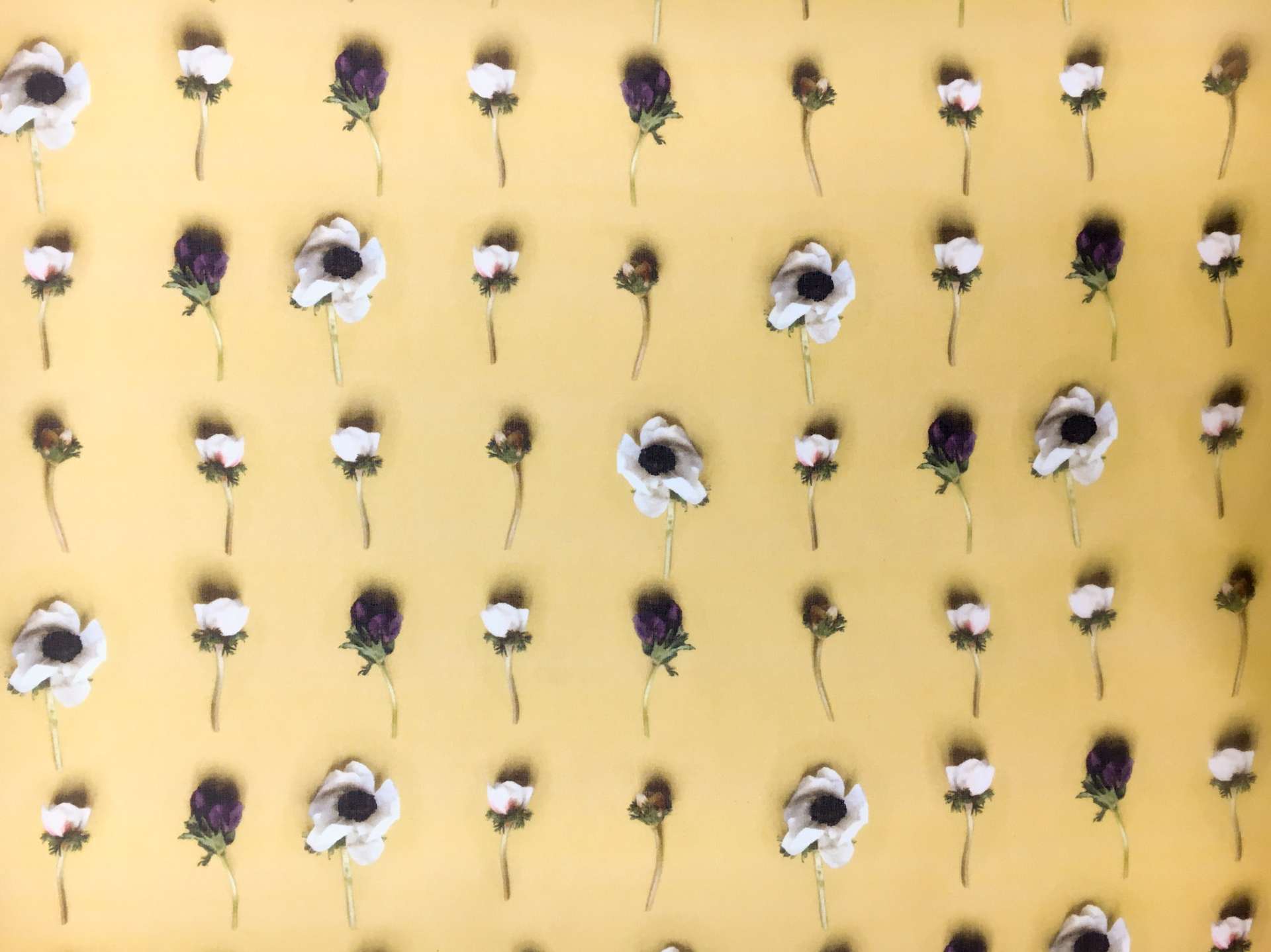 Printed Silk Organza with Rows of Anemone Flowers0