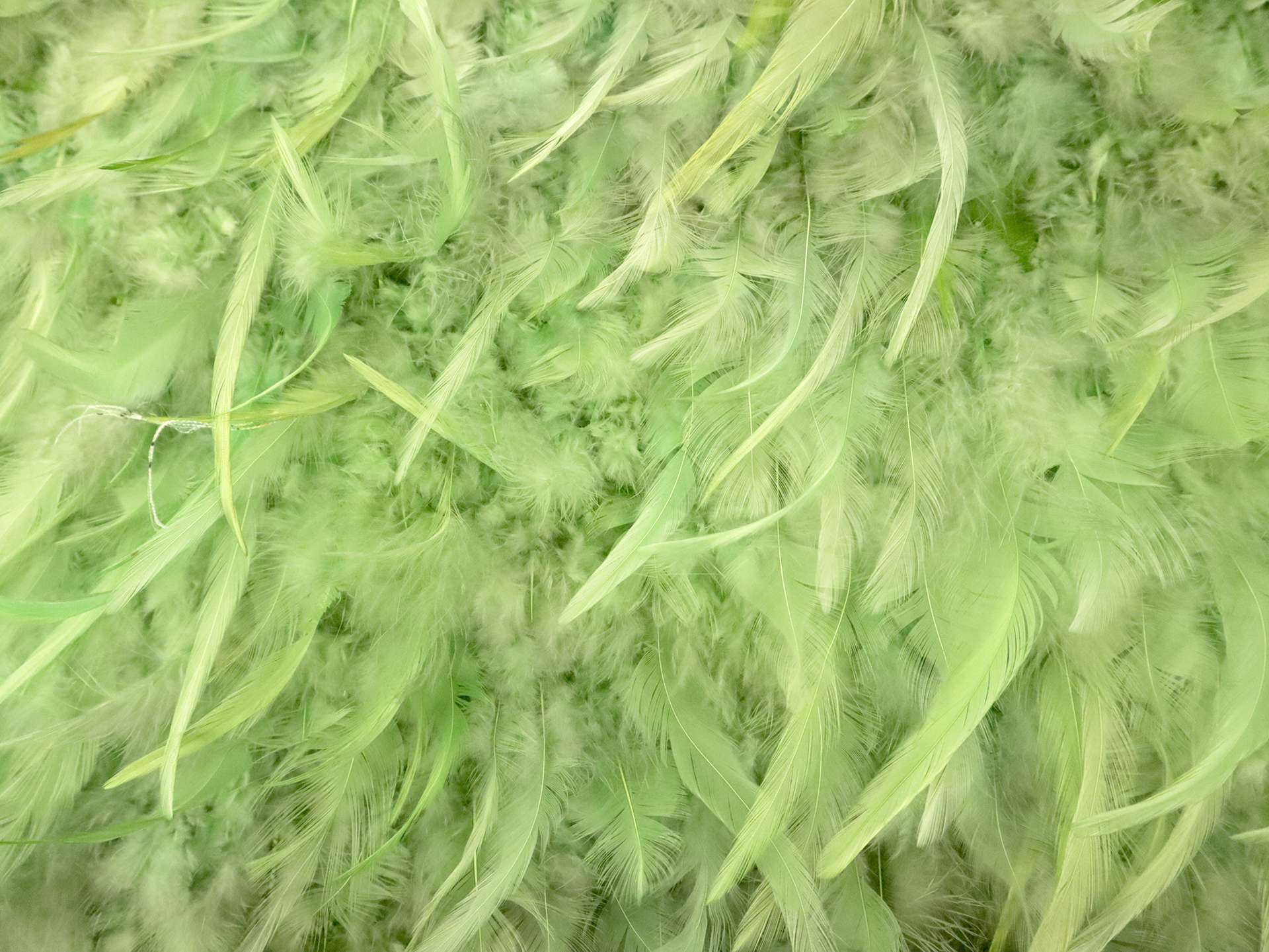 Feathers on Silk Chiffon in Green