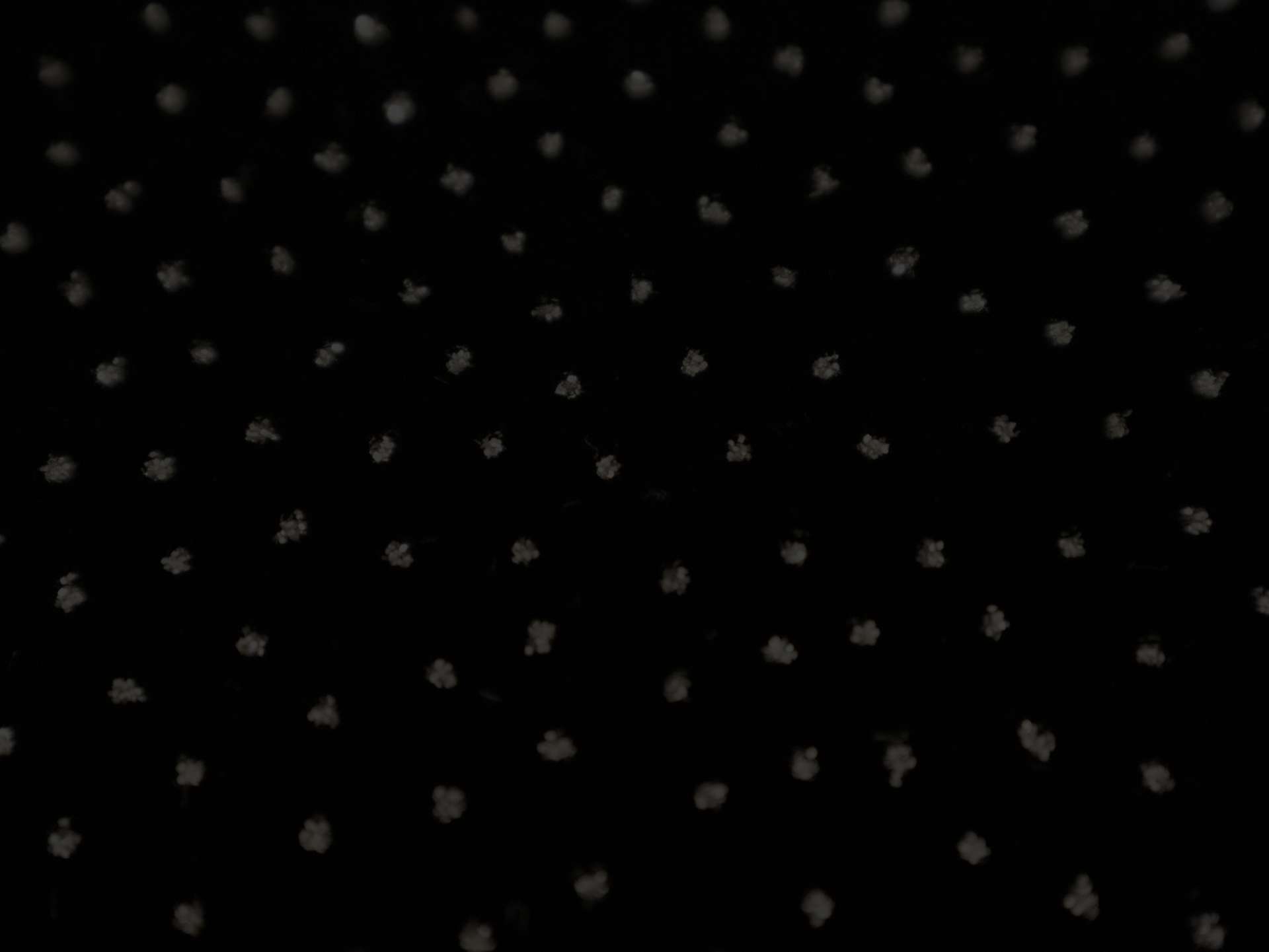 Novelty Glitter Dot Velvet in Black and Gunmetal
