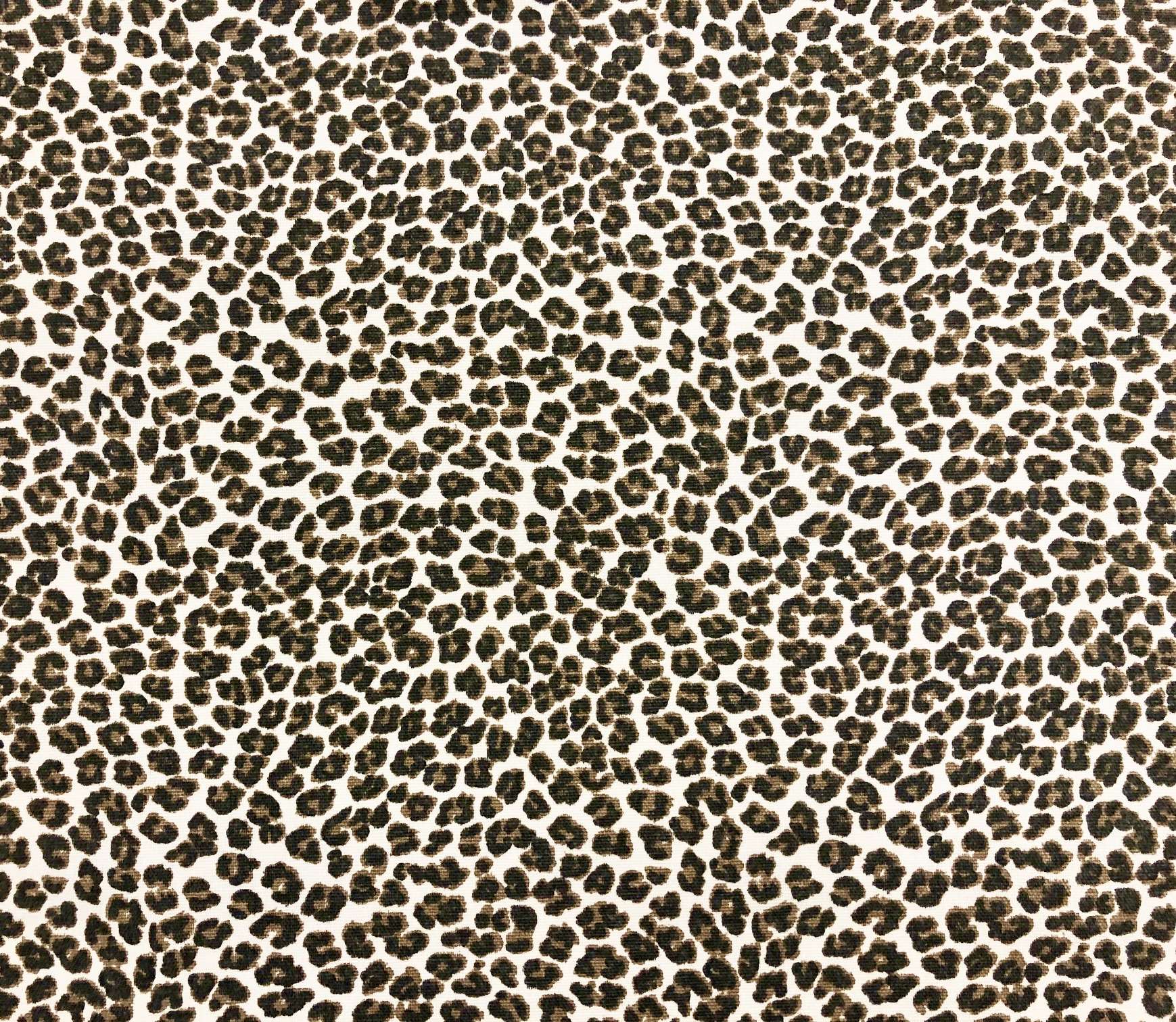 Small Leopard1