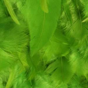 Feathers on Chiffon1
