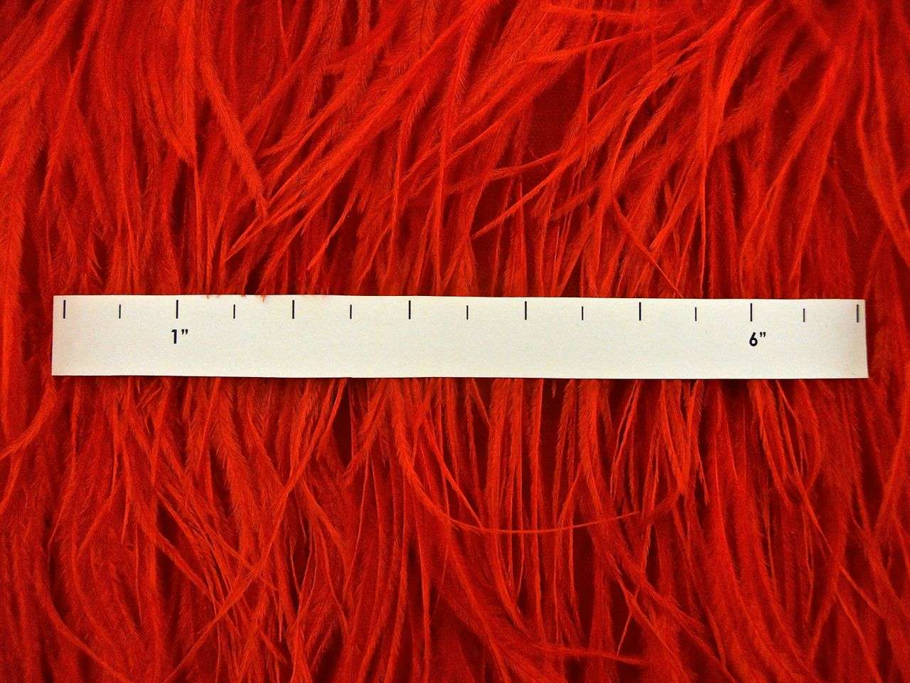 Ostrich Feather Trimmed Illusion1