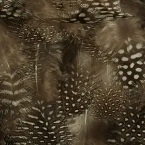 Feathers on Chiffon1