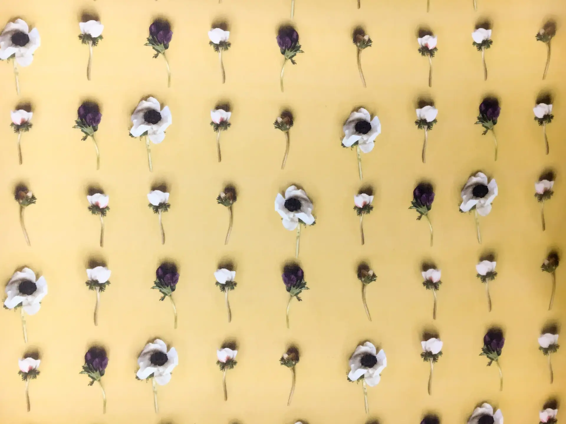 Printed Silk Organza with Rows of Anemone Flowers0