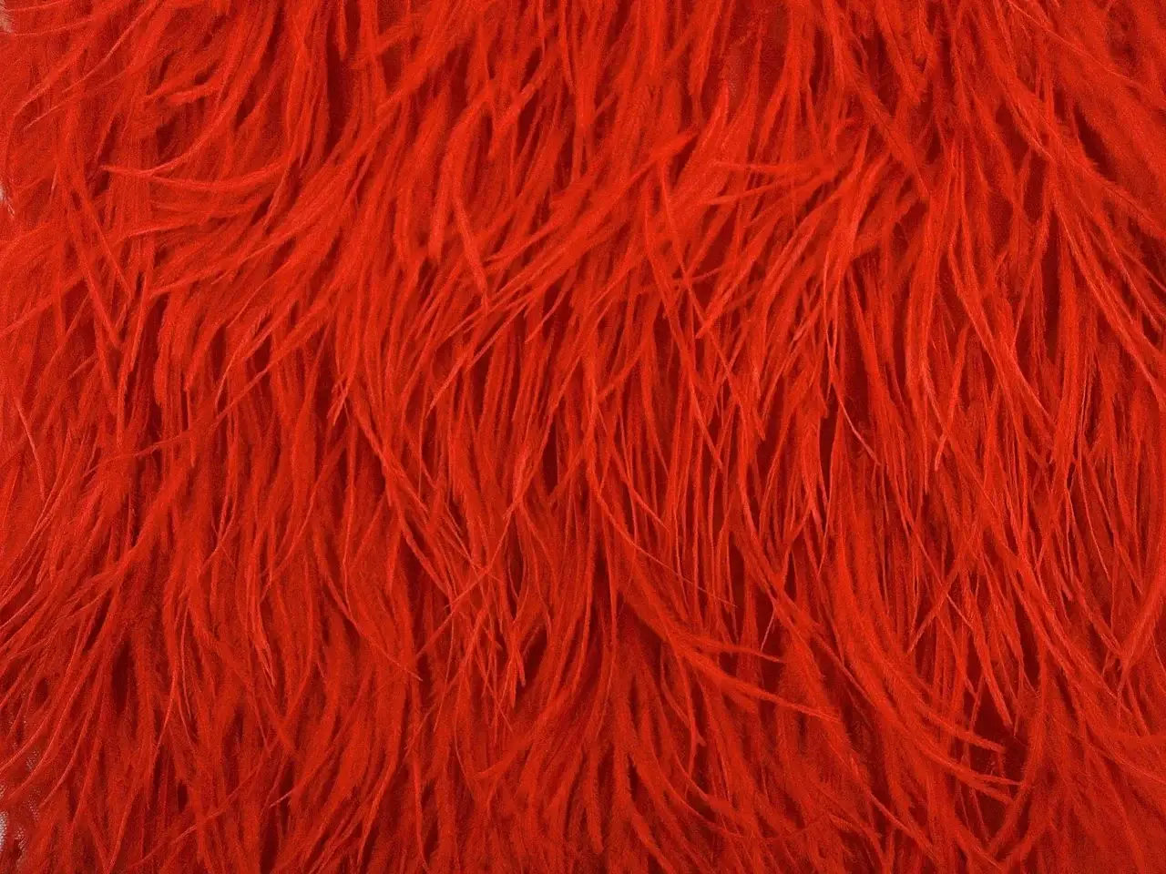 Ostrich Feather Trimmed Illusion0