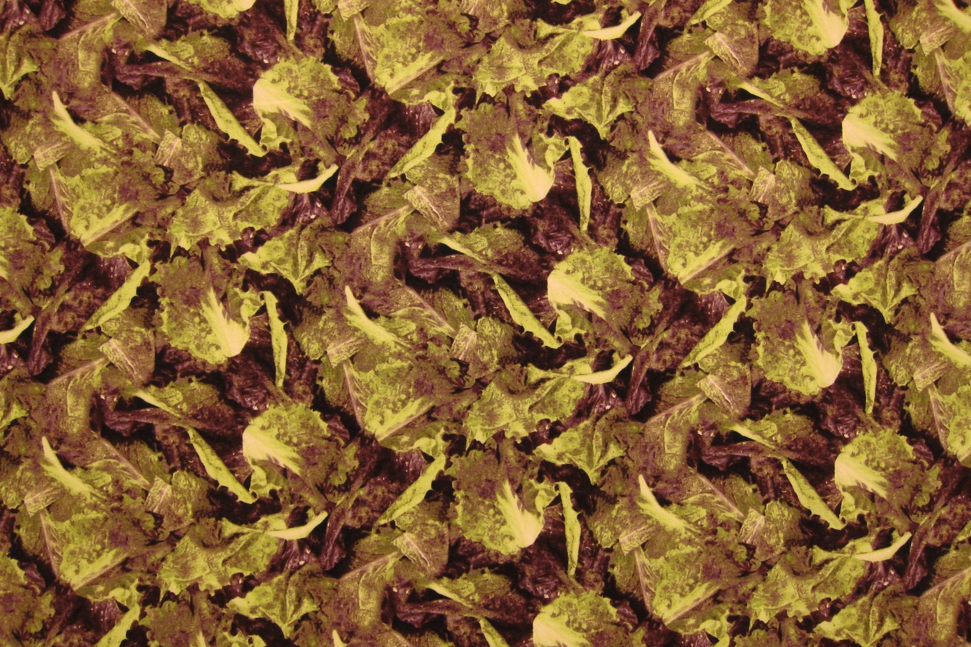 Cotton Broadcloth Print0