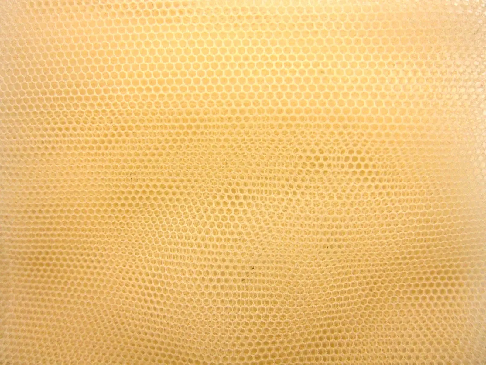 Italian Nylon Tulle in Canapa0