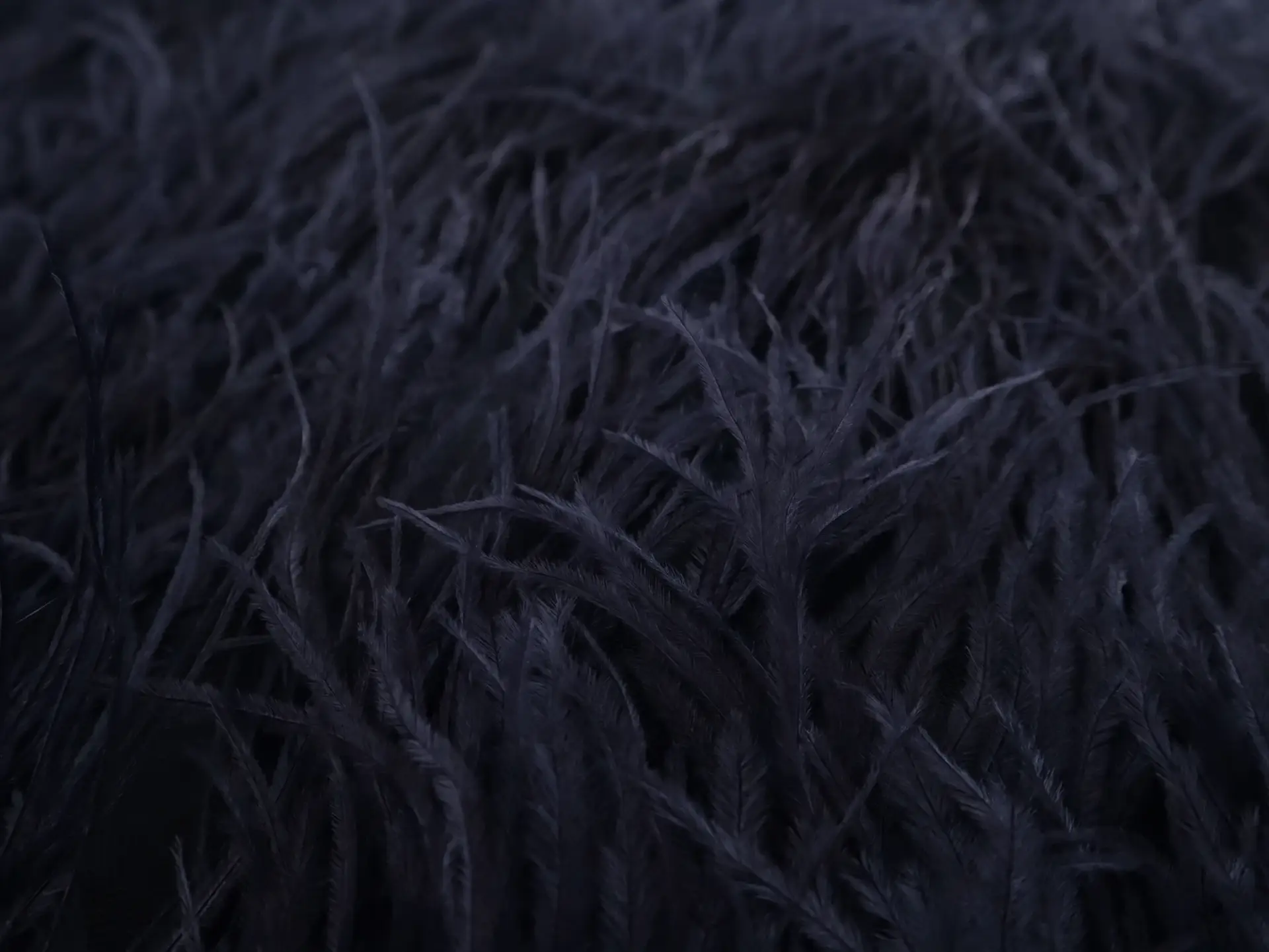Ostrich Feather Trimmed Illusion in Navy