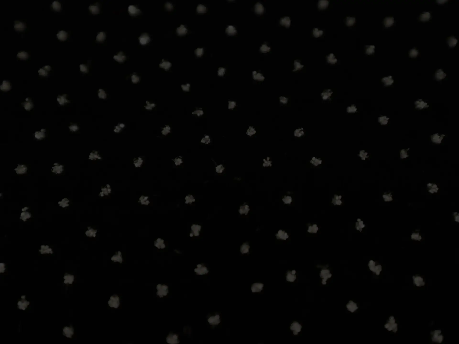 Novelty Glitter Dot Velvet in Black and Gunmetal