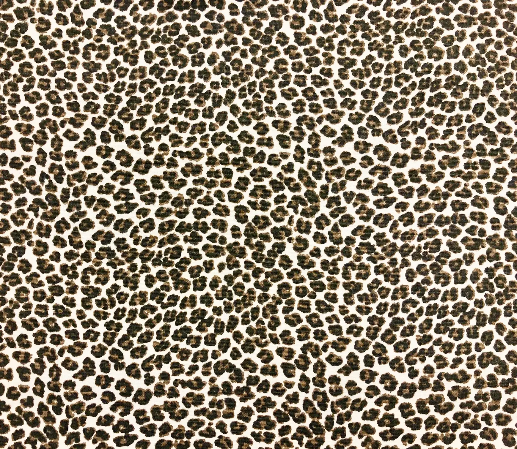 Small Leopard1