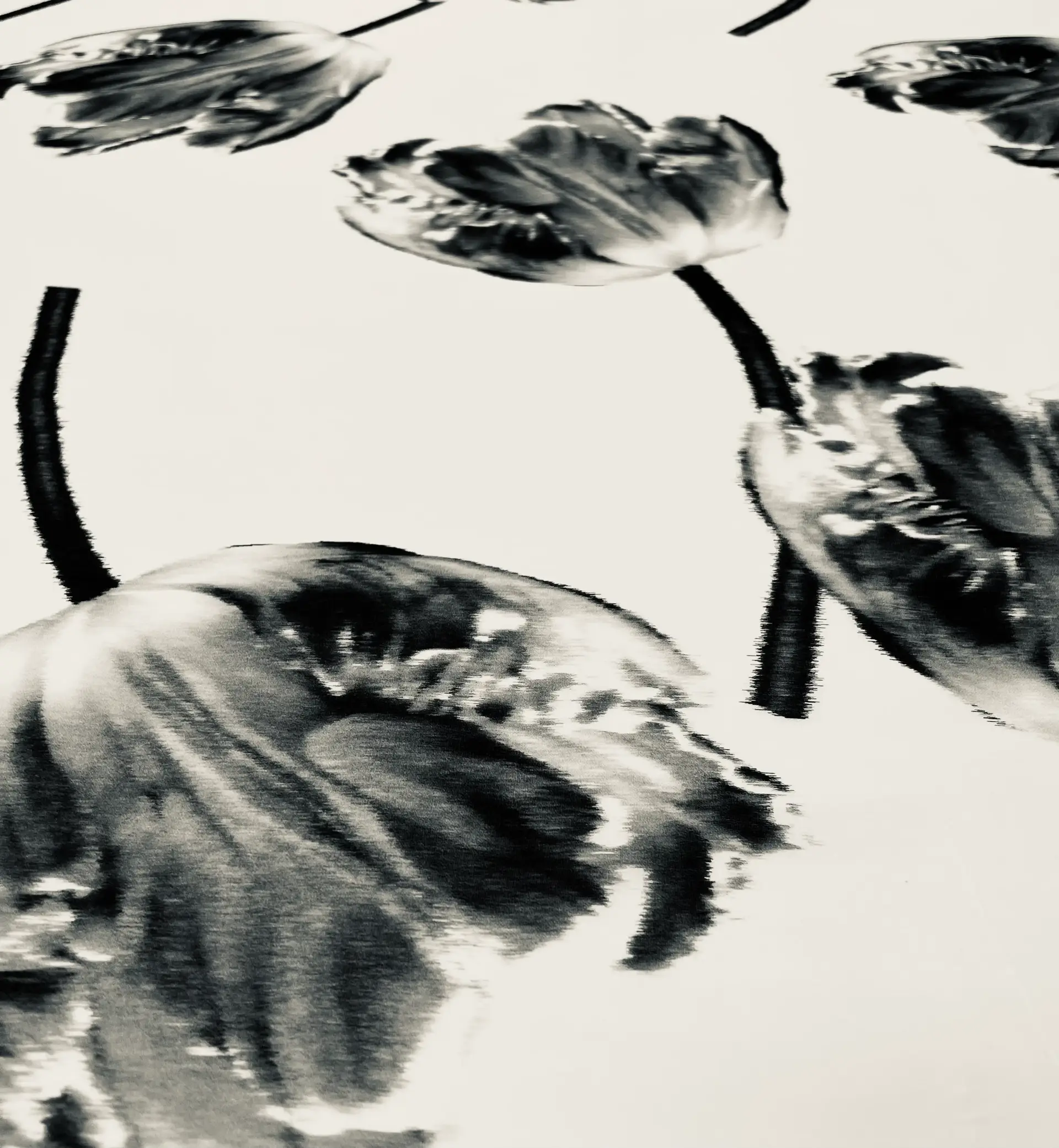 Made In Italy Printed silk Organza