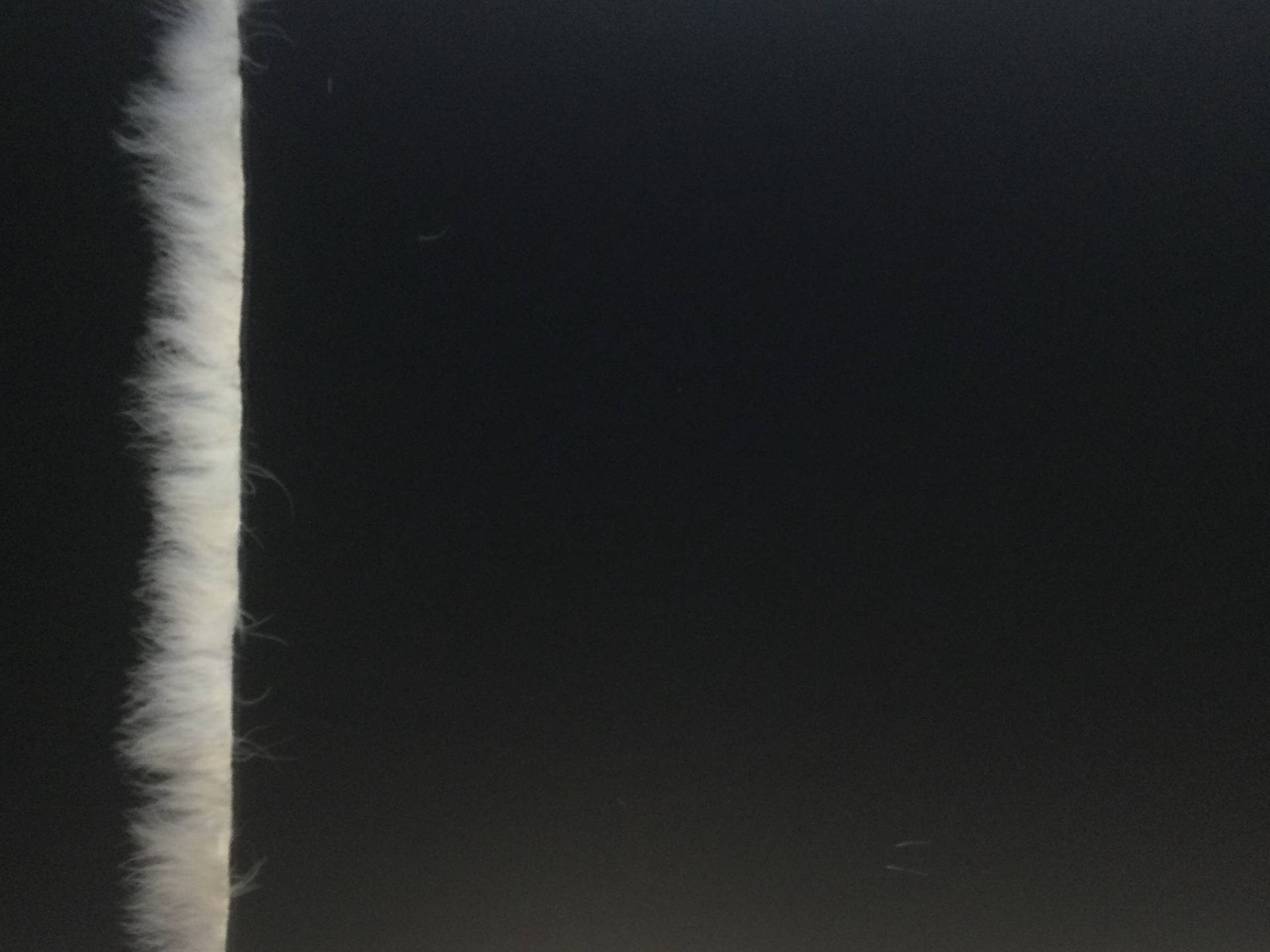 100% Wool Tricotine with Marabou Feather Boarder