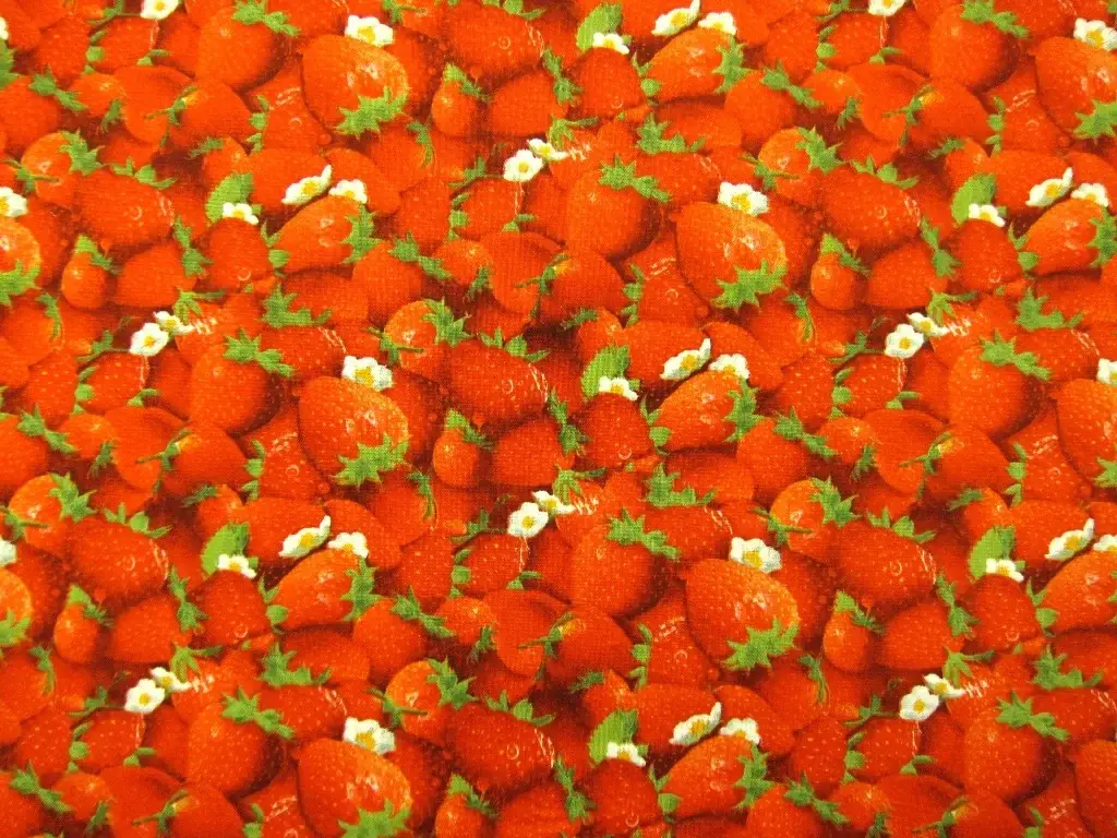 Cotton Broadcloth Print0