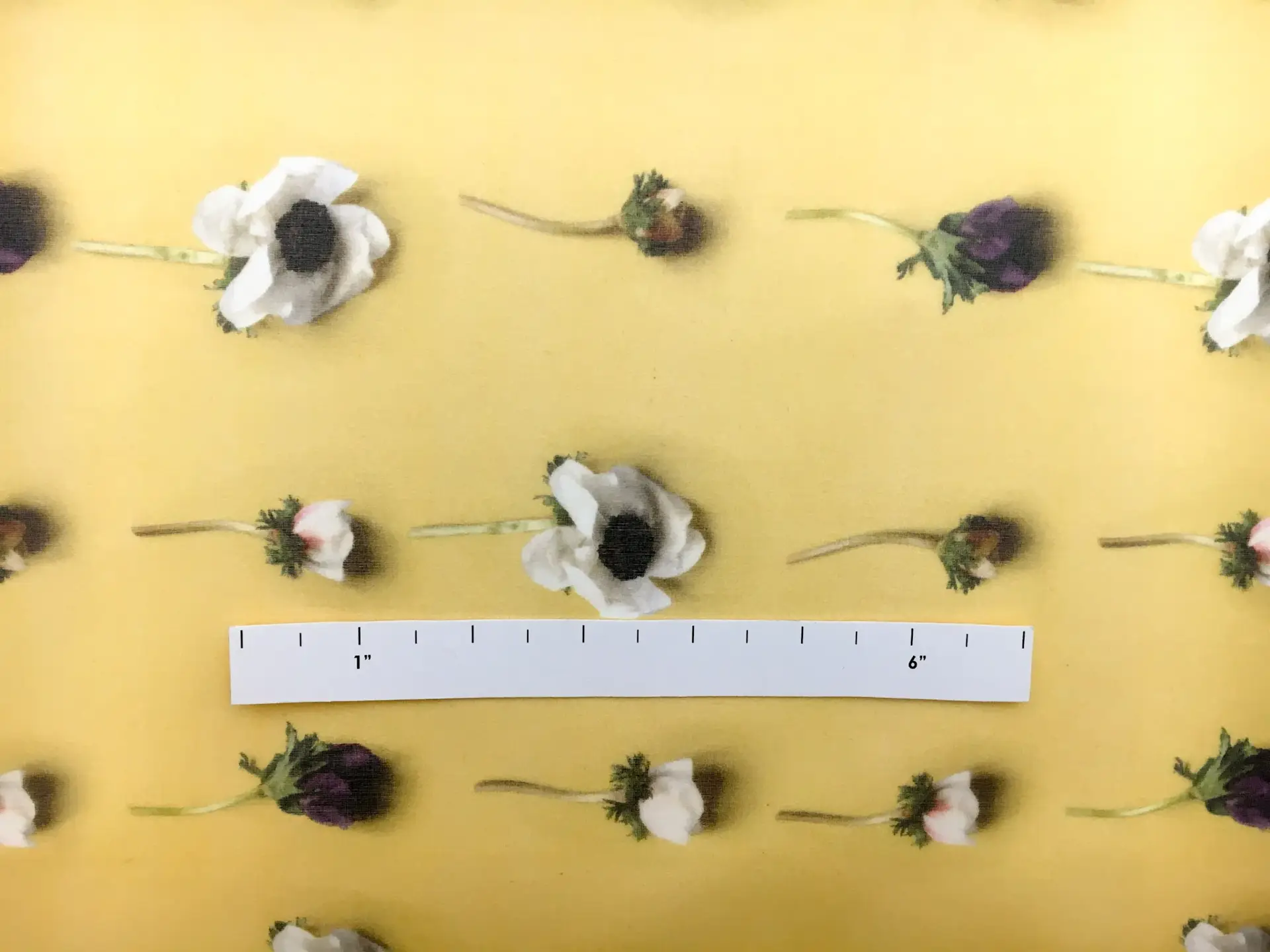 Printed Silk Organza with Rows of Anemone Flowers1