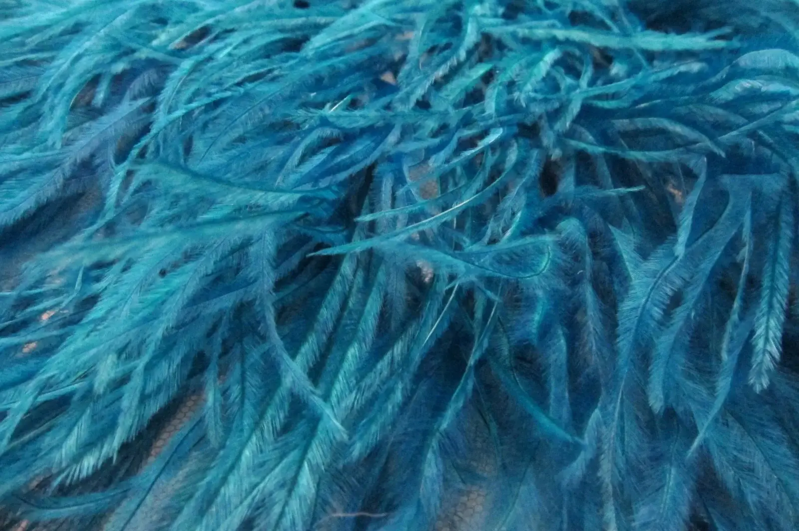 Ostrich Feather Trimmed Illusion1