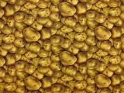 Cotton Broadcloth Print0