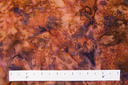 Cotton Batik in Nutmeg1