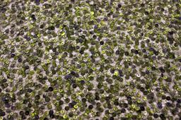 Sequins on Metallic Tulle0