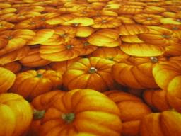 Cotton Broadcloth Print2