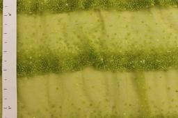 Ombré Beaded and Sequined Novelty Illusion1