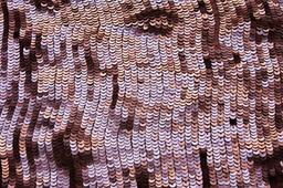 Sequins on Silk Chiffon1