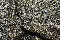 Sequins on Silk Chiffon3