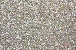 Sequins on Silk Chiffon0