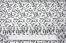 Cotton Sateen Spandex Print1