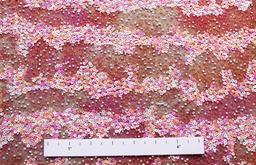 Sequins on Silk Chiffon1