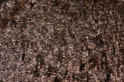 Sequins on Silk Chiffon0