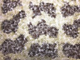 Novelty Sequins on Silk Chiffon0