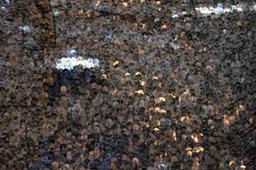 Sequins on Silk Chiffon1