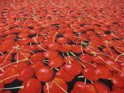 Cotton Broadcloth Print2