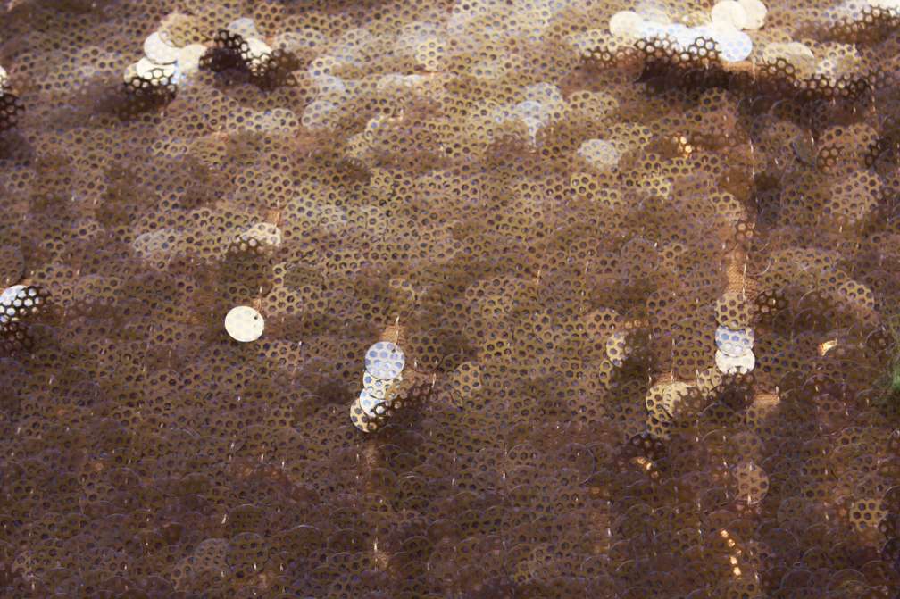 Novelty Paillettes on Silk Chiffon0