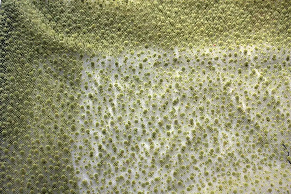 Flocking on Tulle2