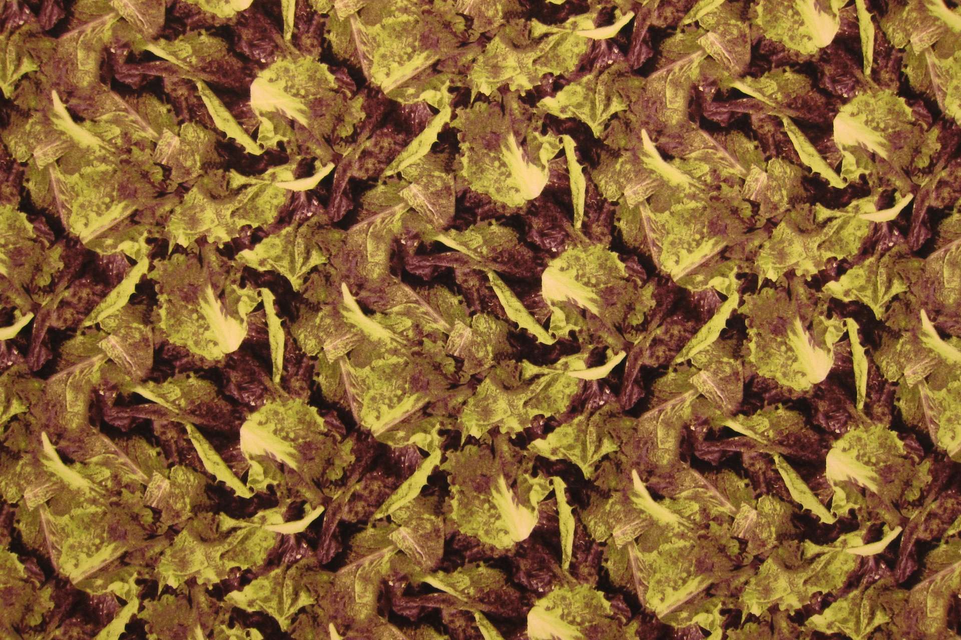 Cotton Broadcloth Print0