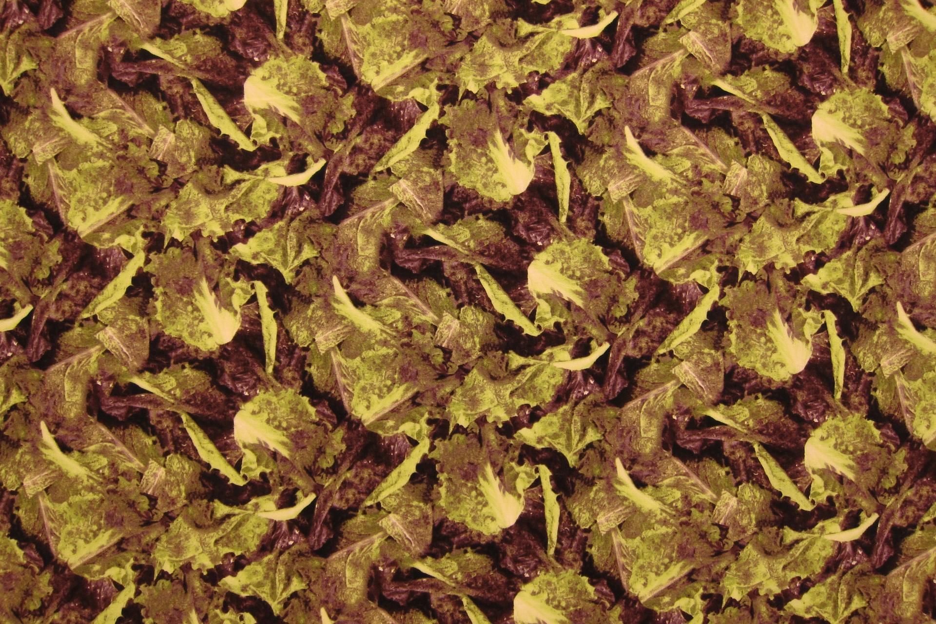 Cotton Broadcloth Print0