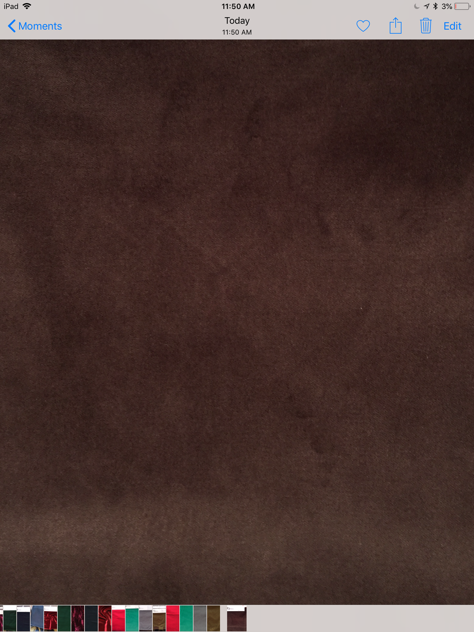 Pure Cotton Velvet in Chicory