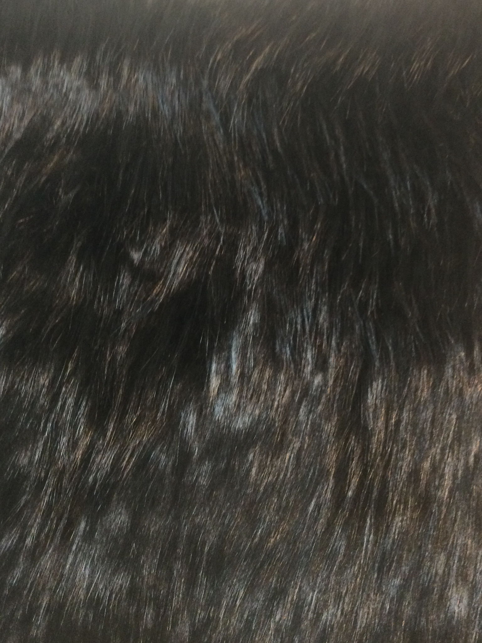 Luxury Faux Fur in Black