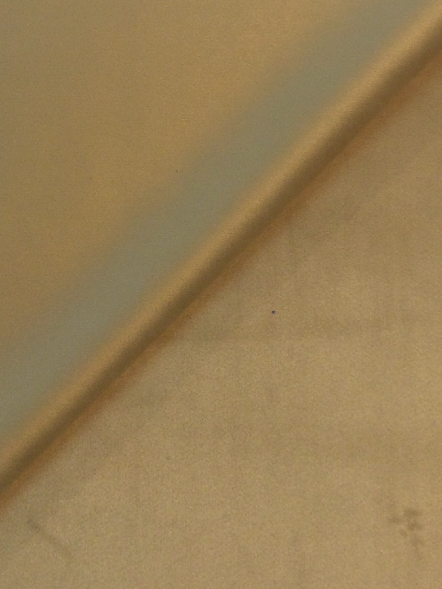 Flame Retardant Durasuede in Gold