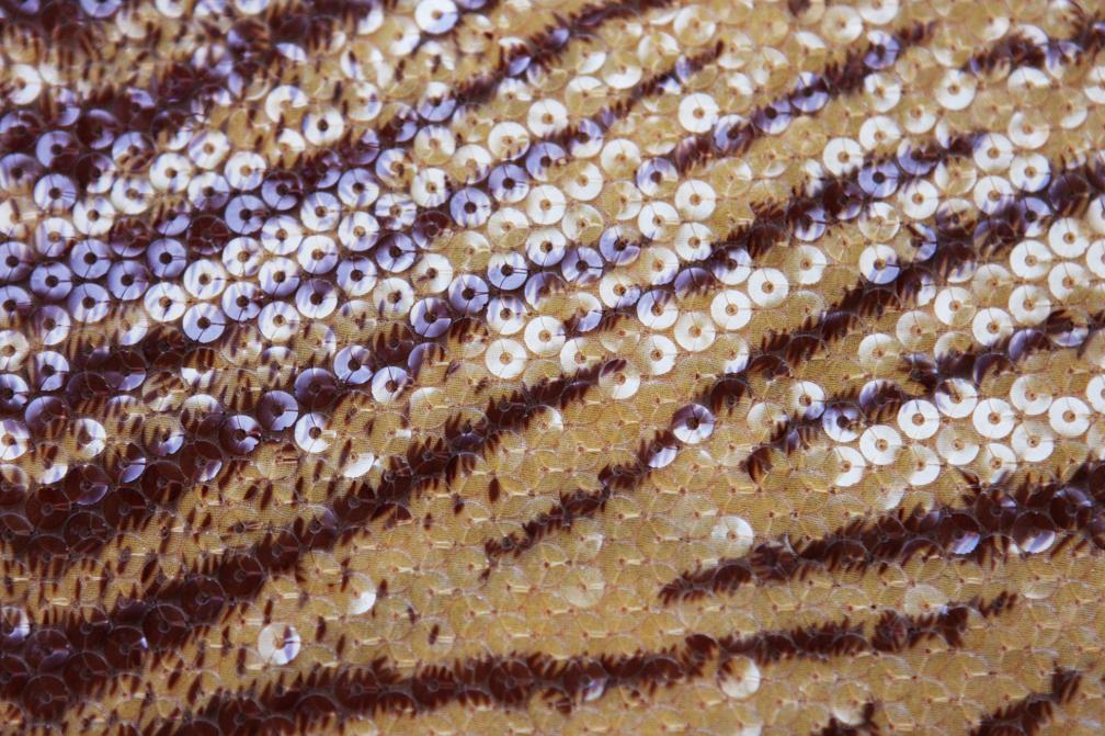 Sequins on Chiffon2