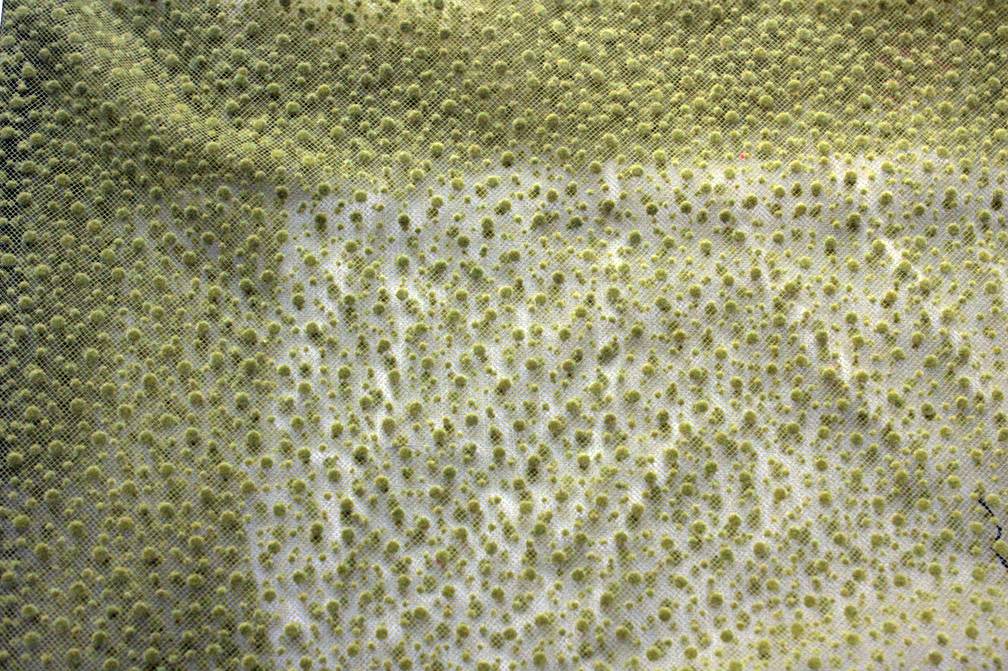 Flocking on Tulle2