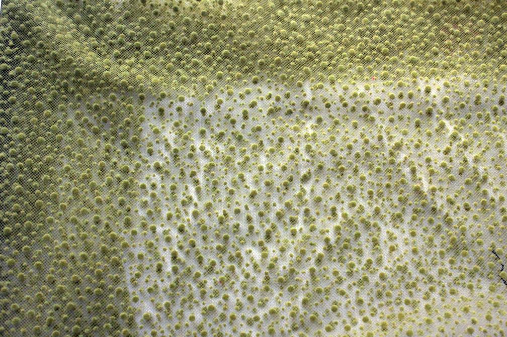 Flocking on Tulle2