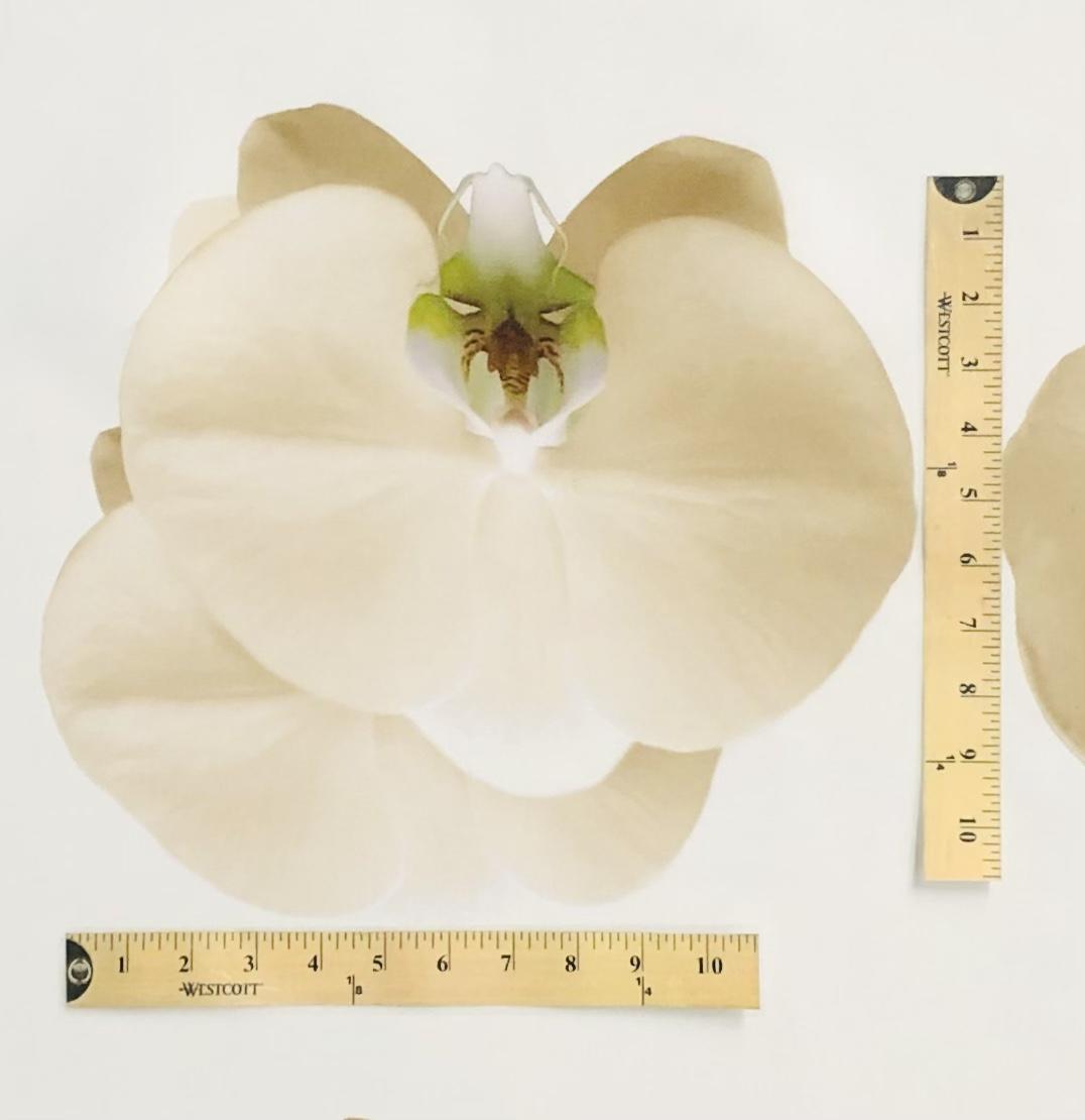 Pure Silk Gazar Giant Floral Print