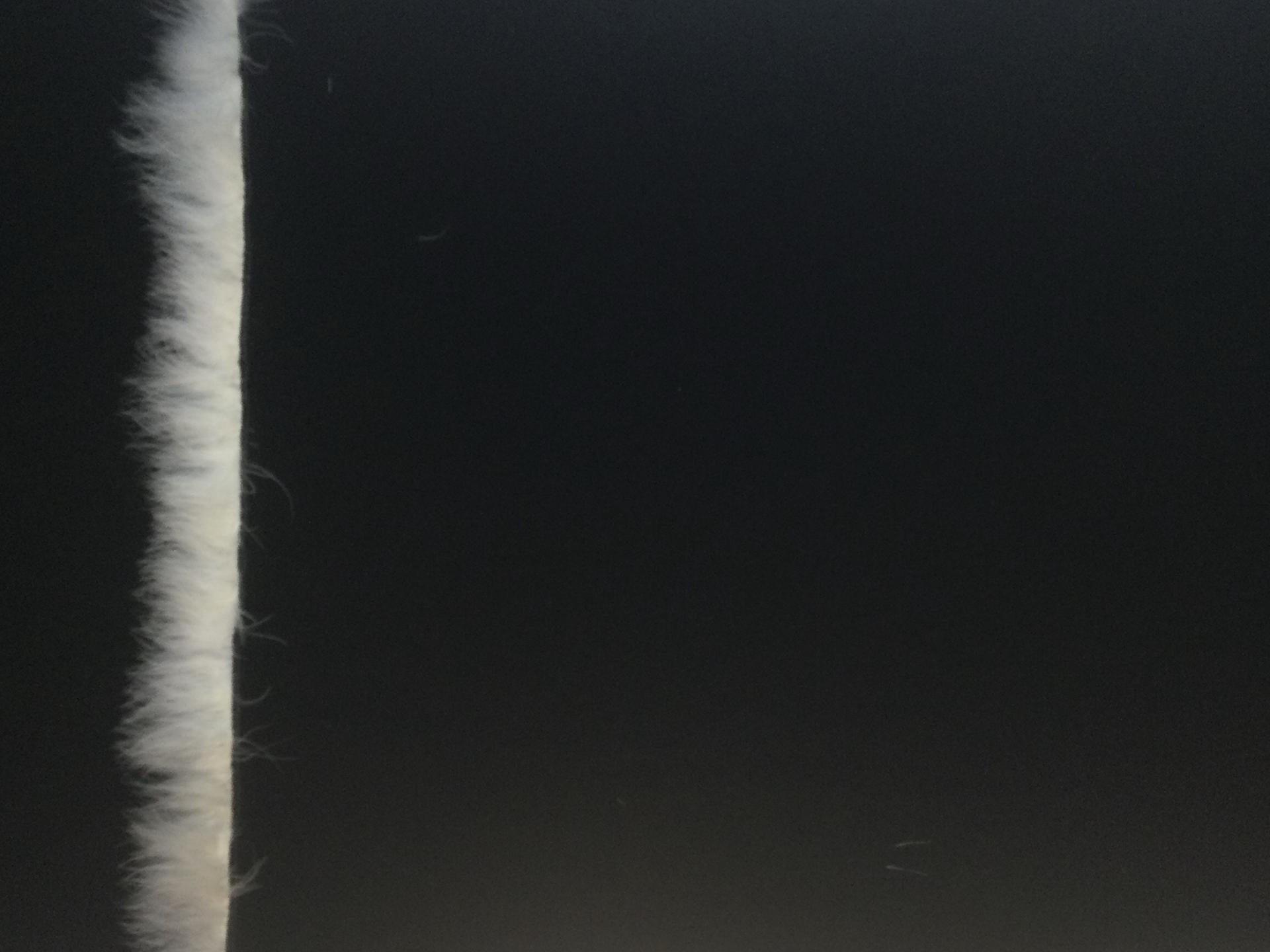 100% Wool Tricotine with Marabou Feather Boarder